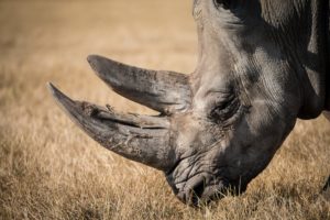 rhinous